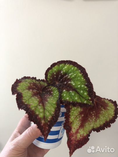 Декоративно-лиственные бегонии