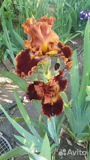Ирисы сортовые