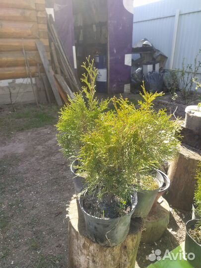 Туя Смарагд