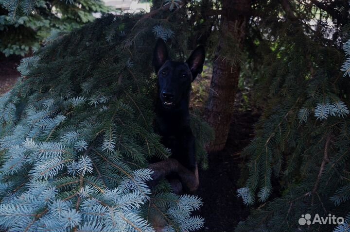 Дрессировка собак, кинолог