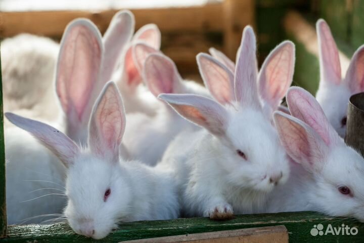 Кролики мясных пород