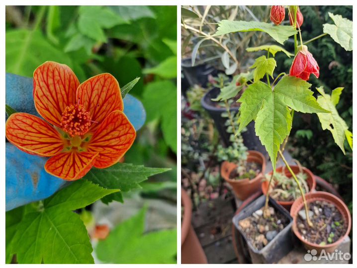 Абутилон для улицы и для дома