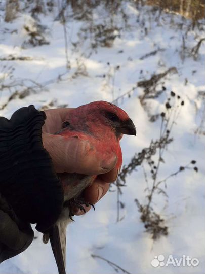 Певчие птицы