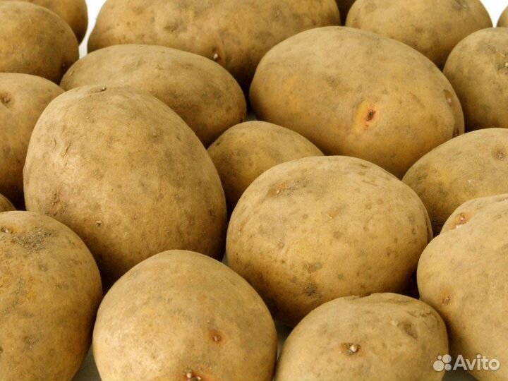 Крупный картофель (сорт Скарб)