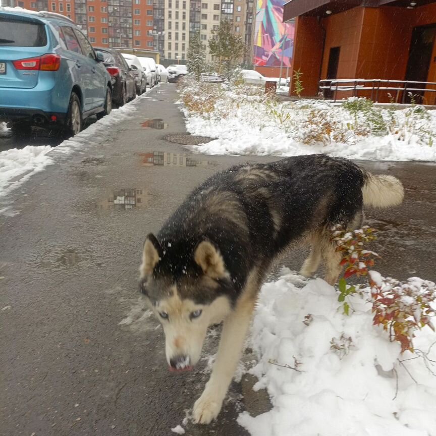 Сибирский хаски в добрые руки