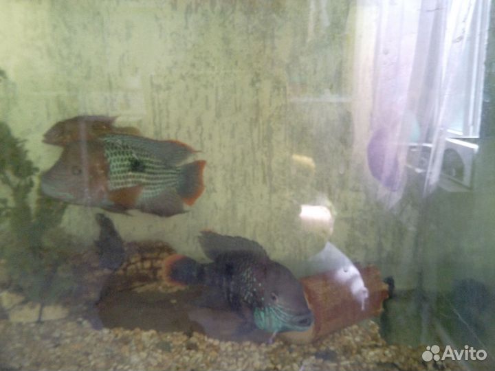 Рыбки цихлиды