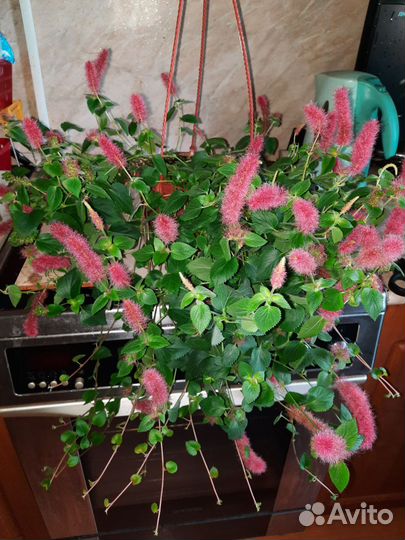 Ампельные растения. Акалифа, Традесканция и др