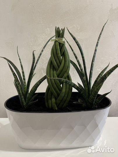 Сансевиерии