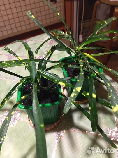 Сингониум Кристмас, Неон Пинк, Ушколистный. Кротон