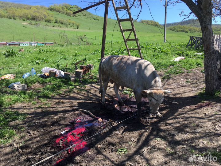 Продается кфх (ферма ) готовый бизнес