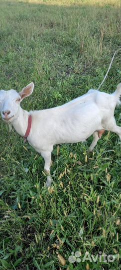 Козочка зааннинской породы