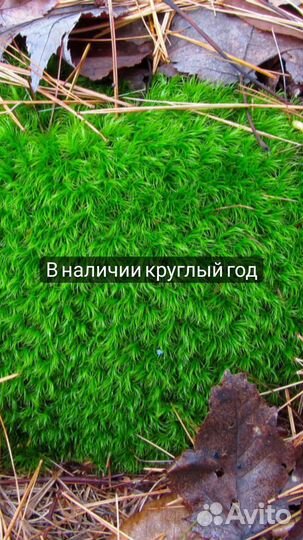 Живой мох для террариумов и стабилизации