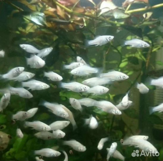 Аквариумные растения