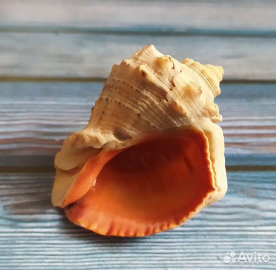 Ракушки морские для аквариума