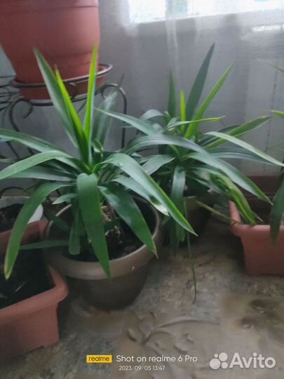 Комнатные растения