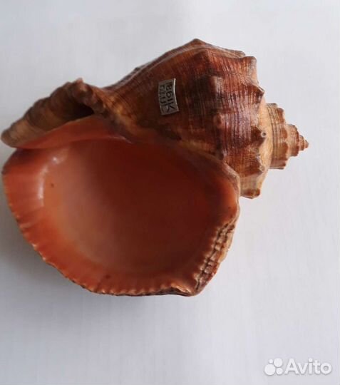 Ракушка- продам