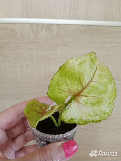 Сингониумы сортовые часть 3