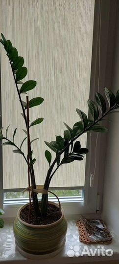 Замиокулькас