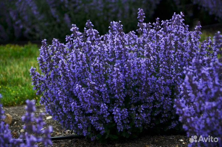 Котовник Фассена Пурсиан Блю