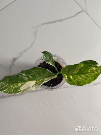 Спатифиллум