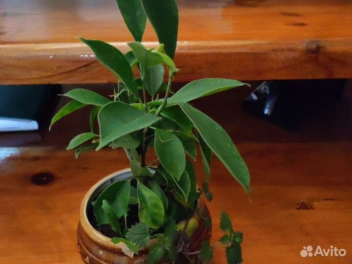 Фикус Бенжамина
