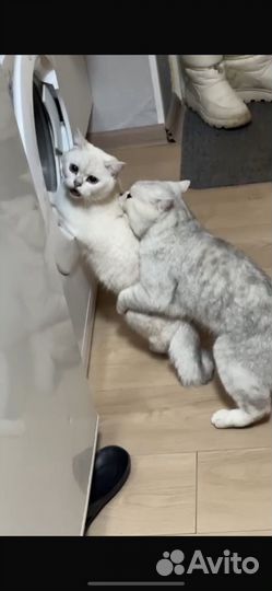 Вязка британец