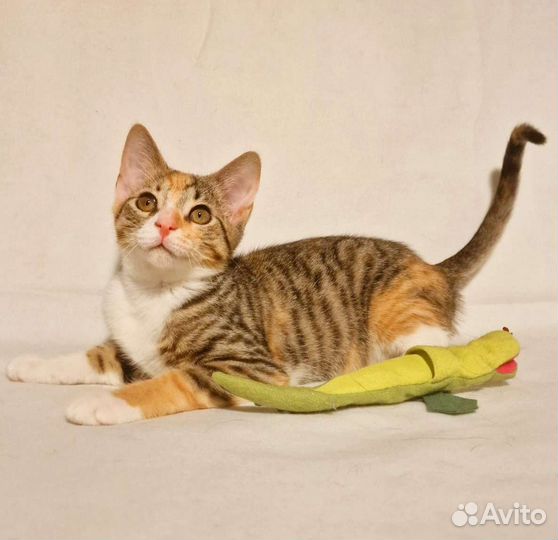 Котëнок. Триша. 3 месяца