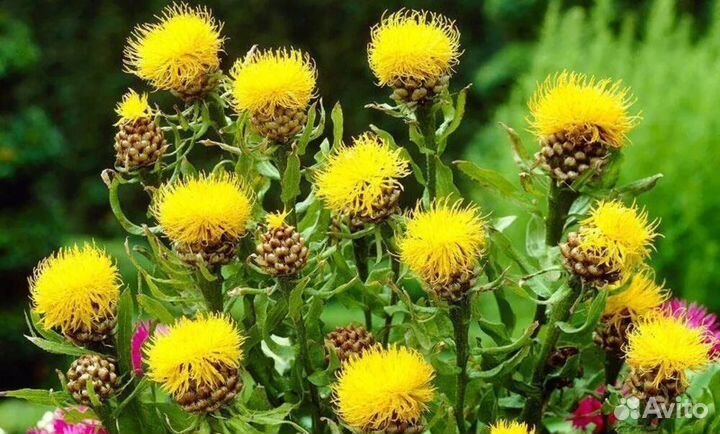 Василек крупноголовый желтый, многолетки