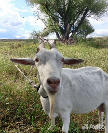 Козы и козлики