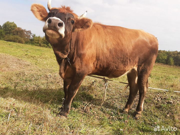 Джерсийская Телка Корова Возраст 1.6 года