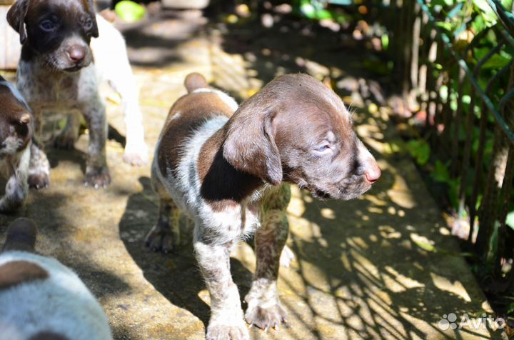 Щенки курцхаара