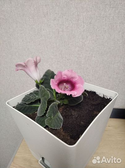 Цветущая глоксиния