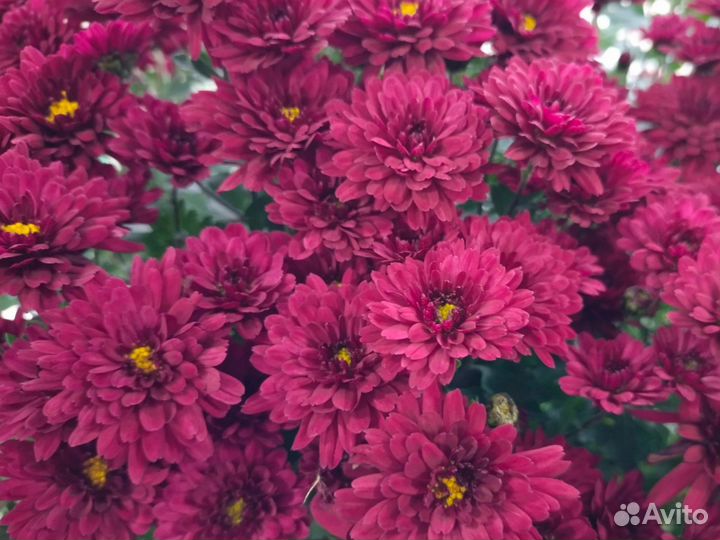 Хризантемы