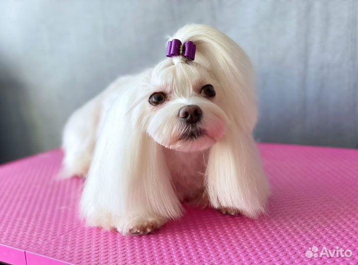 Стрижка/груминг собак мелких пород