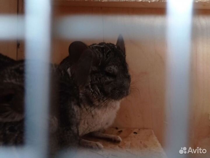 Золотая шиншилла