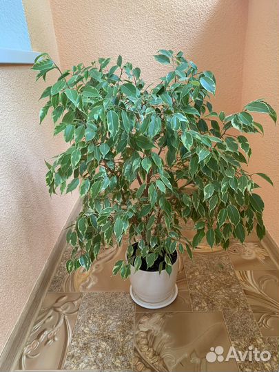 Фикус бенджамина