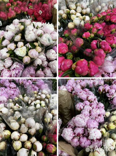 Цветы оптом - пионы розы одноголовая кустовая опто