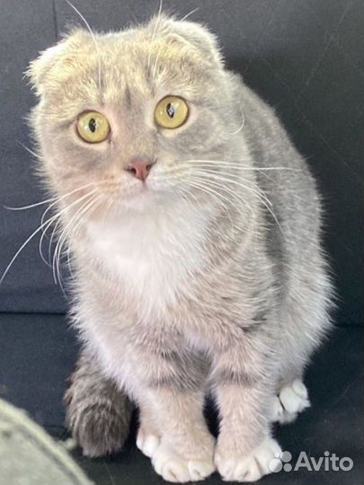 Потерялась моя кошка