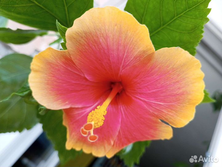 Гибискусы розовые 9 видов