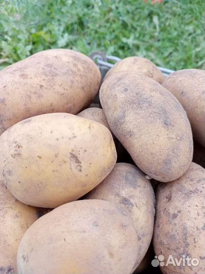 Картофель домашний крупный
