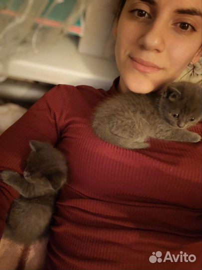 Отдам котят