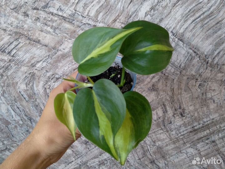 Ампельные растения