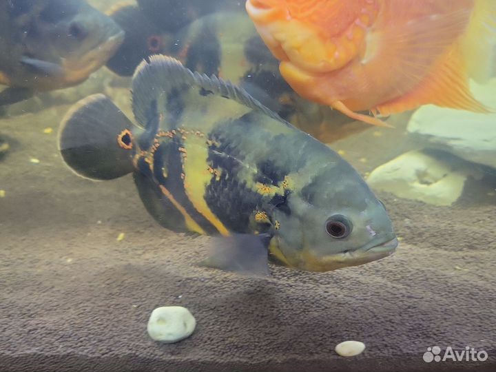 Рыба астронотус