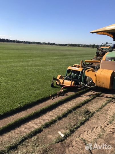 Рулонный газон / укладка газона