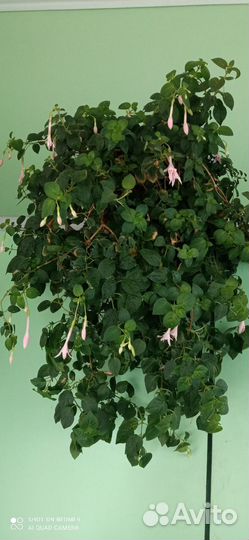 Фуксия ампельная