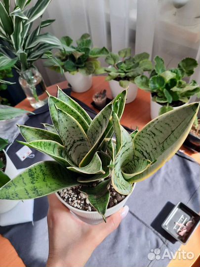 Сансевиерия ханни крем
