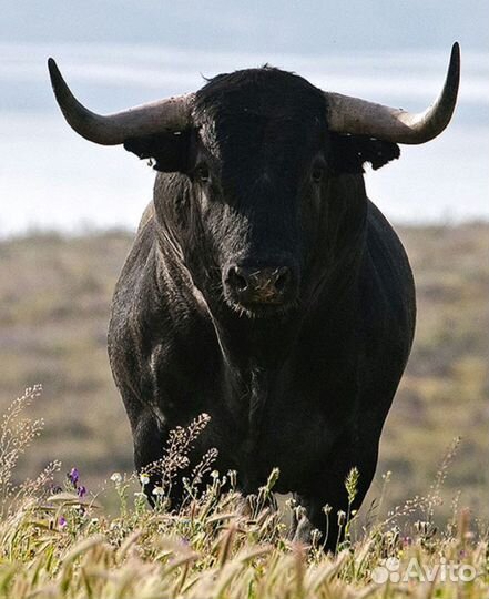 Быки телки коровы