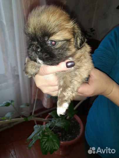 Щенки пекинеса