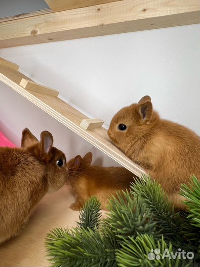 Царские кролики мини