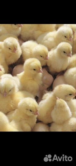 Бройлер цыплята 27.05, утята,Мараны, Перепел